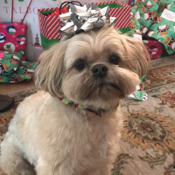 Meet your Posher, Mackenzie - Picture 1 of 1